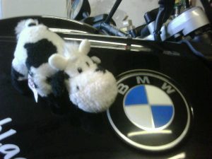 monsterkuhund bmw monsterkuhund bmw